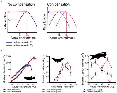 Plasticity of Performance Curves in Ectotherms: Individual Variation Modulates Population Responses to Environmental Change